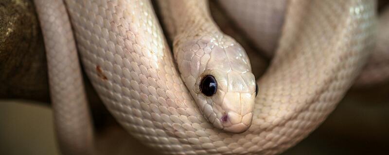 梦到把一条大蛇杀死了，内心力量的觉醒与自我超越的象征