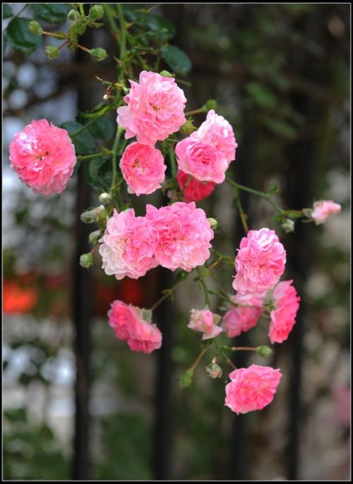 蔷薇花唯美手机壁纸