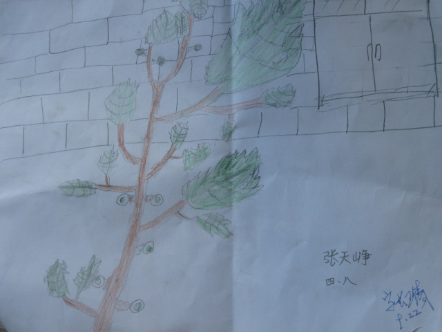 爬山虎的脚简笔画