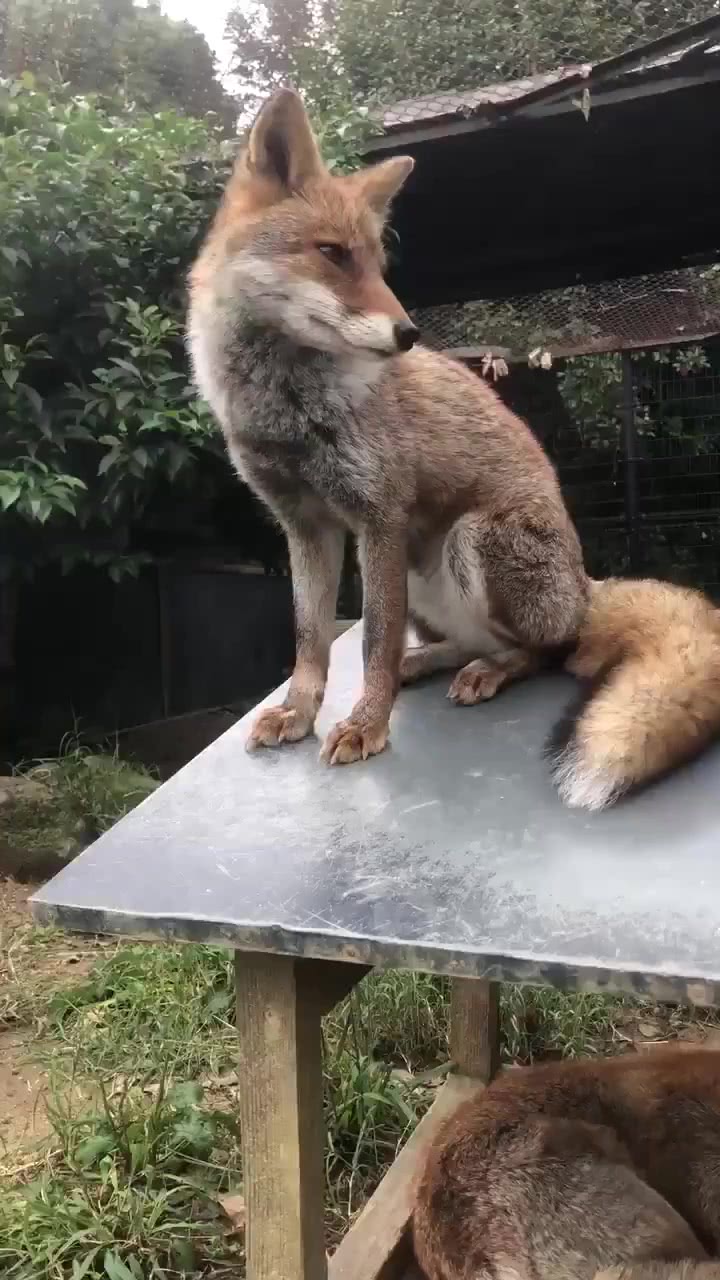 男人梦见狐狸，解梦之旅的神秘启示