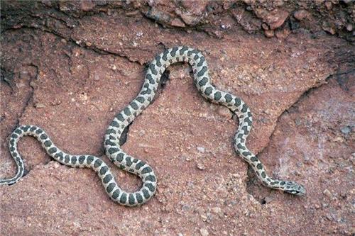 梦见乌龟与蛇，古老象征下的心灵启示