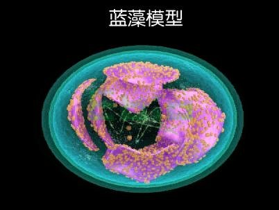 叠层石化石，由蓝藻形成