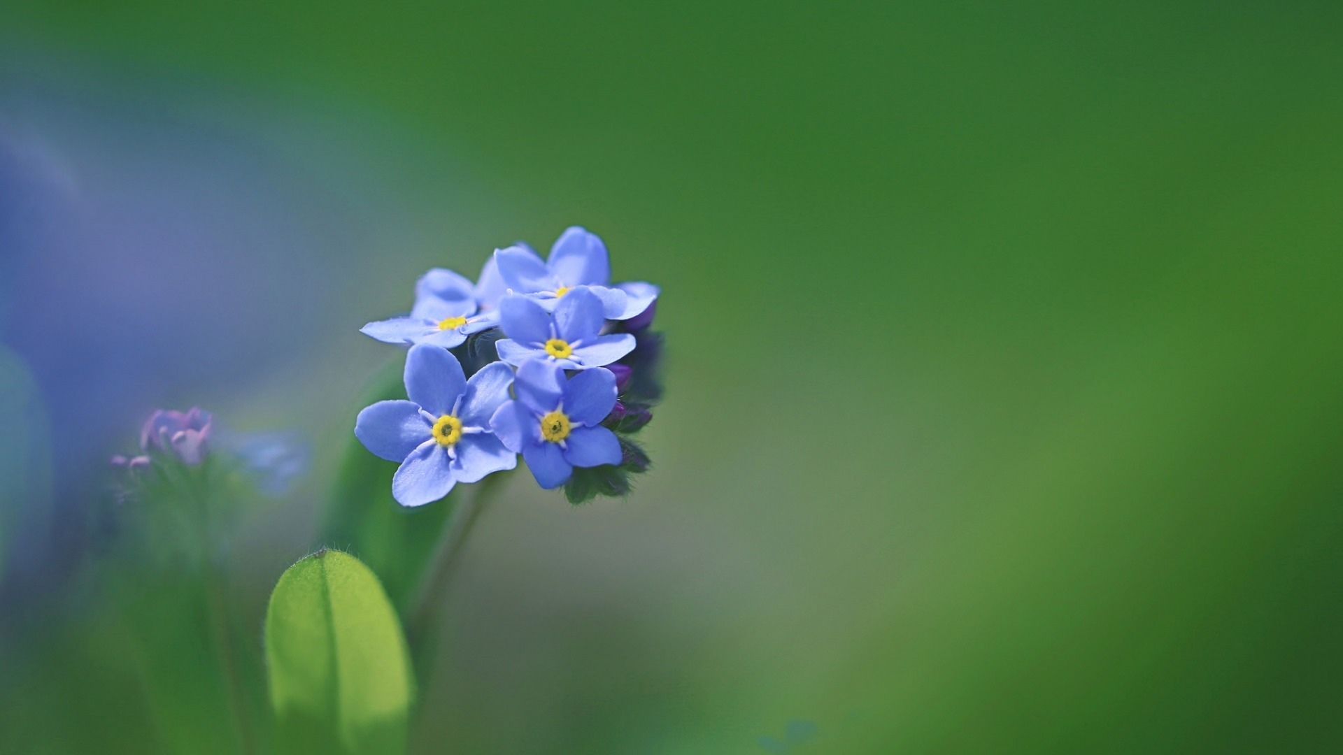 蓝色唯美花卉植物