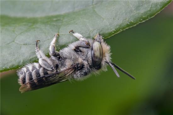 梦境迷踪，解读梦见猫抓着裤腿不放的深层寓意
