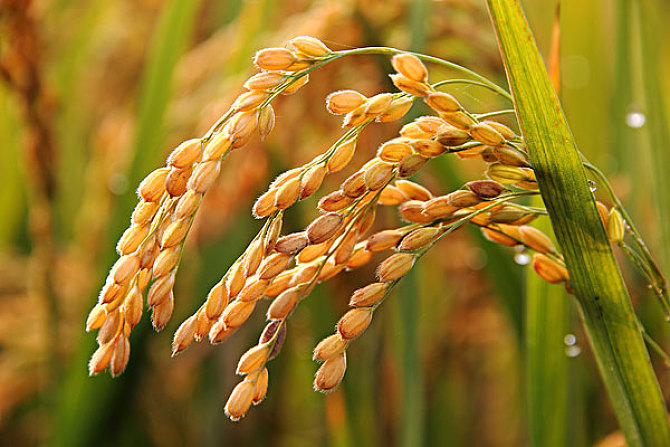 水稻行业与市场分析（水稻行业调研报告）