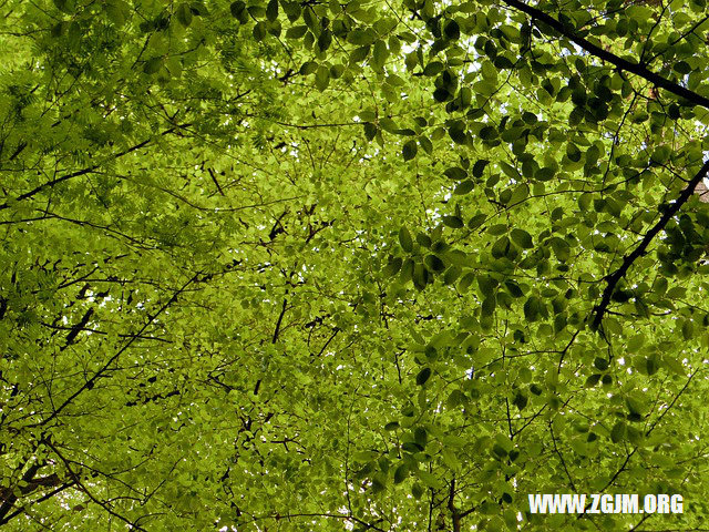 梦境回响，解梦梦到去世的人还活着的深层含义与心理解析