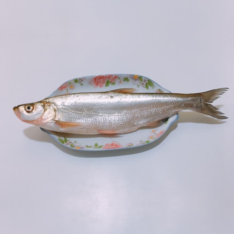 太湖三白之白鱼太湖三白之白虾太湖三白之银鱼太湖三白是指中国太湖的