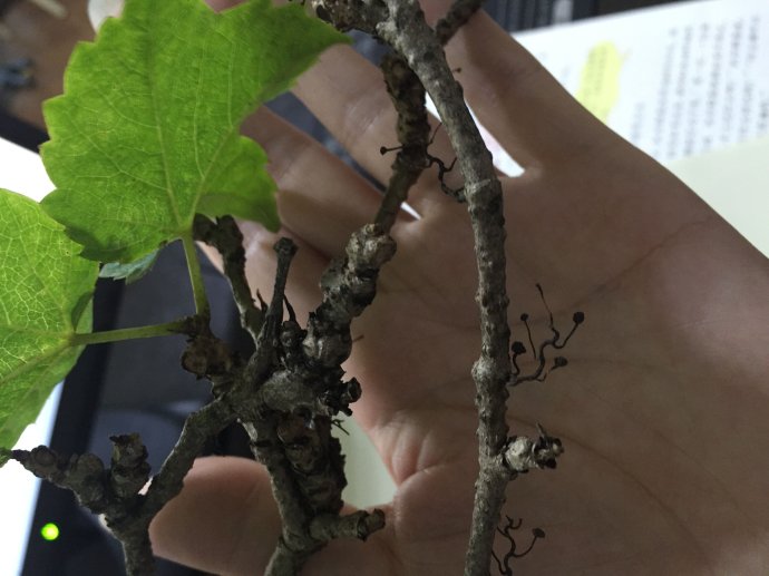 爬山虎的脚简笔画