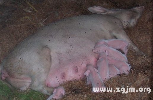 梦境解析，梦见猪产下78只小猪的深层含义