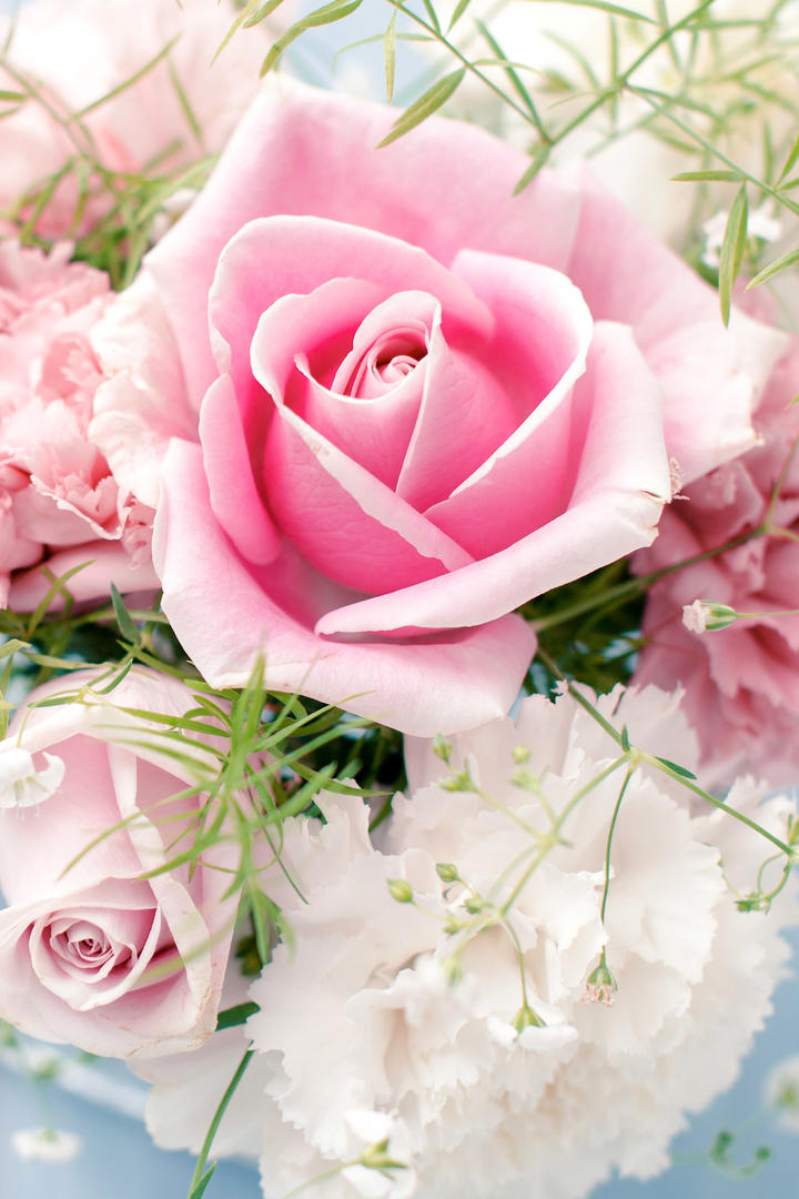高清唯美粉色玫瑰花鲜花图片2