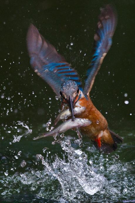 梦境中的味觉盛宴，梦见吃鱼的心理解析与文化寓意