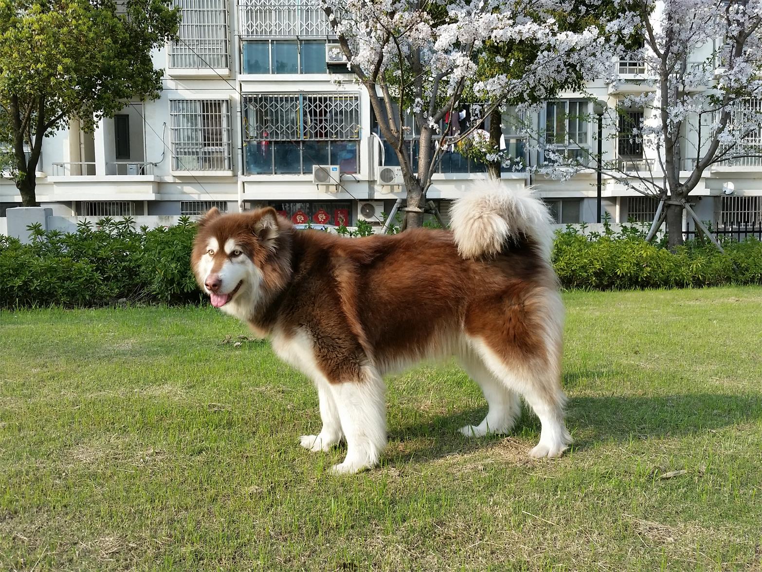 红色阿拉斯加犬