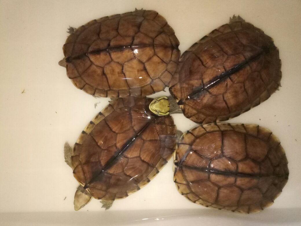 石金钱龟养殖的密度,水位,方法介绍,新手看完就能养