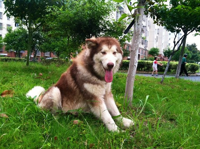 红色阿拉斯加犬