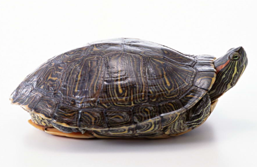 最近老梦到小乌龟也不知道咋了，探索梦境中的神秘访客