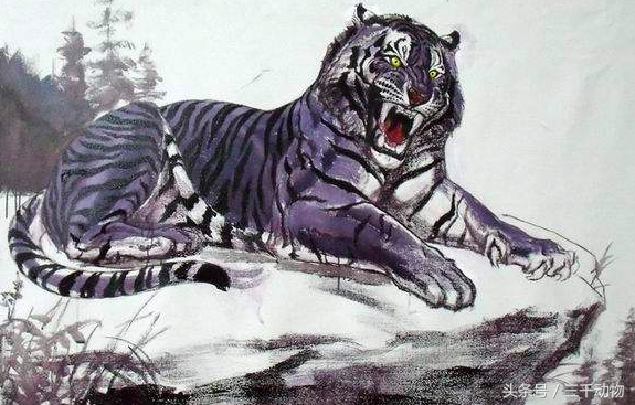 黑蓝虎是什么虎【黑蓝虎真实存在吗】