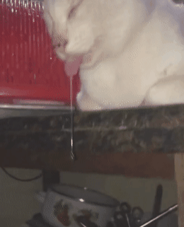 梦见自己去救一只快被杀死的猫，解读梦境中的深层寓意与心理启示