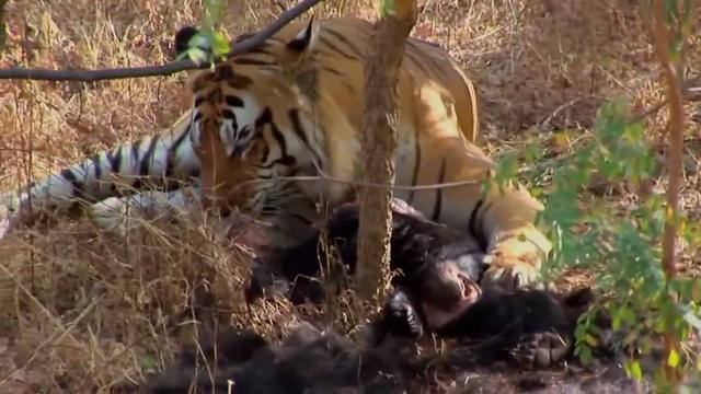 家之梦魇，解析梦见在家抓了一天一夜大蟒蛇的深层含义