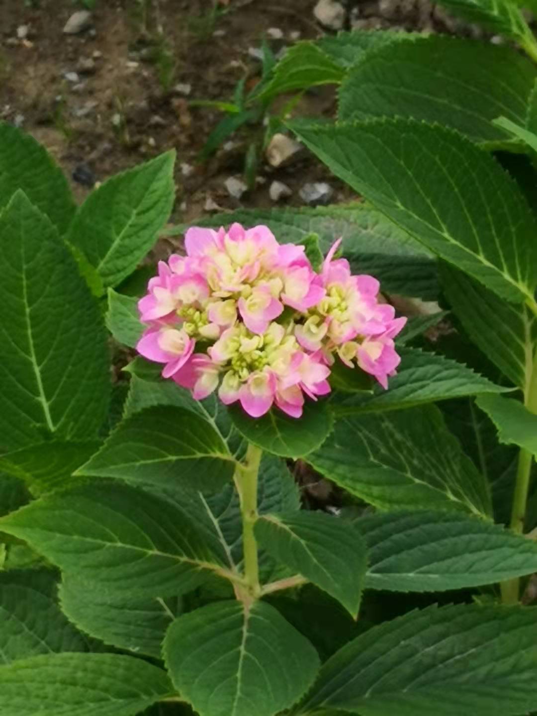 梦见桃花开，美好预兆与心灵启示的交织