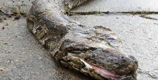 梦境交织，解密我完啦相继梦到蛇、蝙蝠、蜈蚣的深层含义