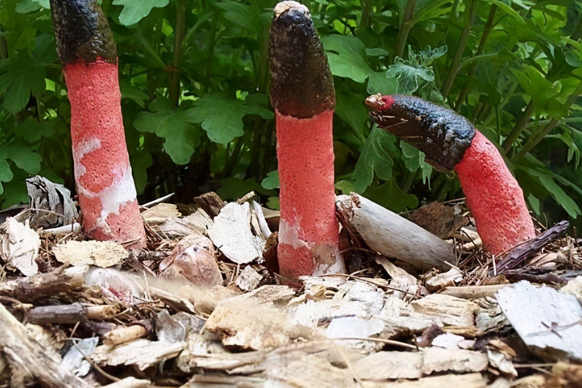 梦到蛇和狗，解读梦境中的神秘象征