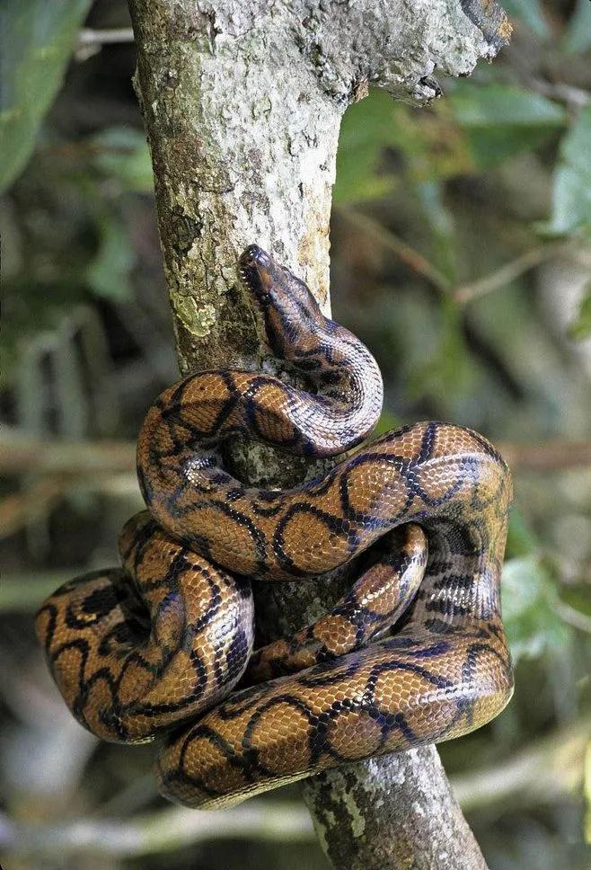 梦境缠绕，解析昨天做梦梦到有蛇缠身的周公解梦之道