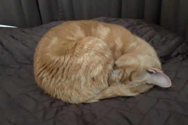 梦境解析，梦到猫受伤并帮助它