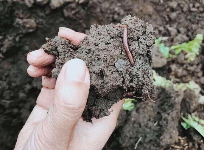 蚯蚓之梦，探寻内心深处的秘密与指引