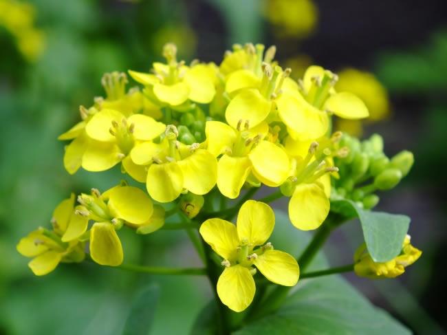 梦见蜜蜂，寓意与梦境解析