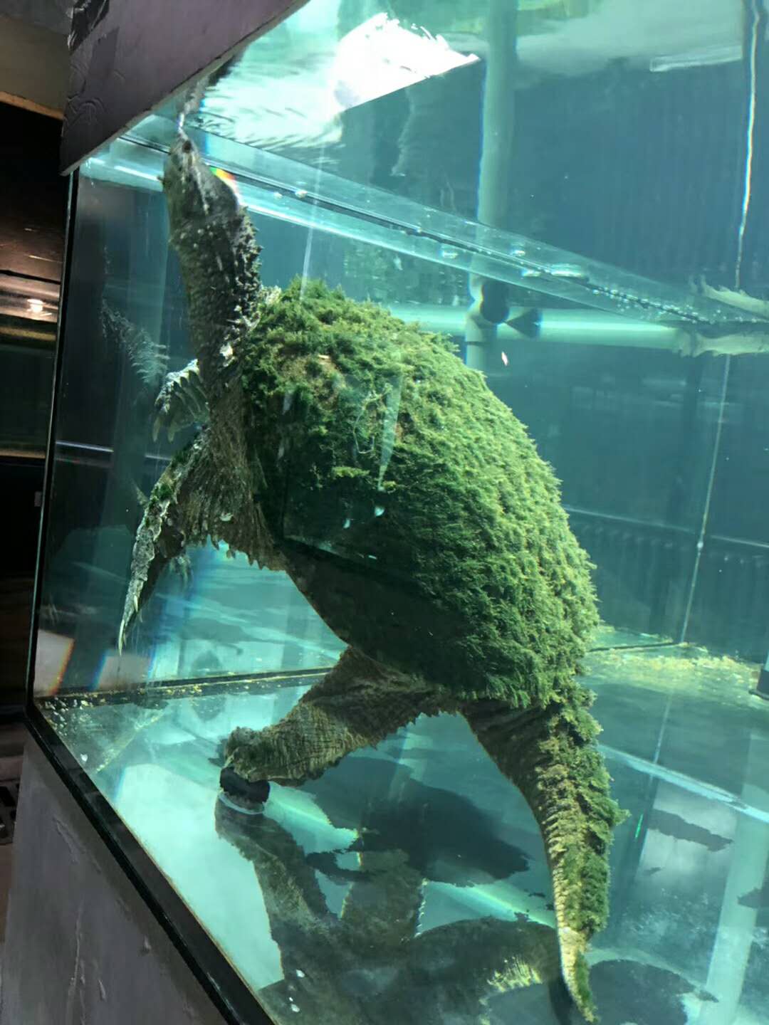 26岁男性梦境解析，梦到蛇与乌龟的奥秘与寓意