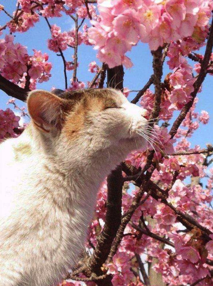 梦境的隐喻，解读梦见偷树的深层含义