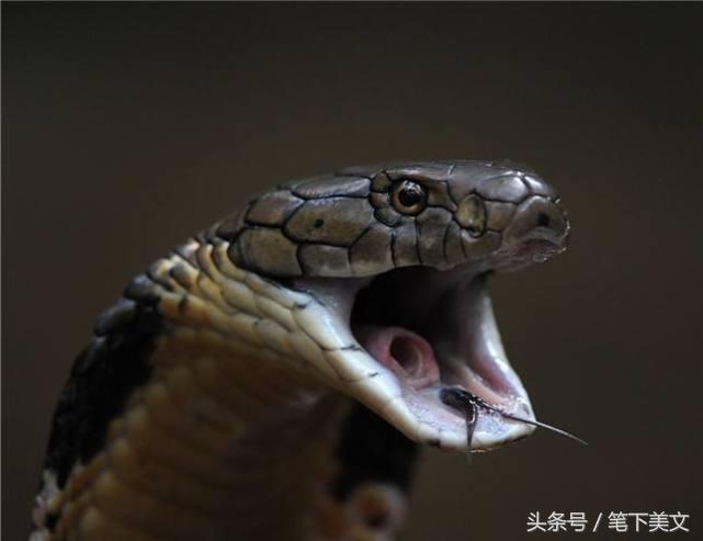 梦见被眼镜蛇亲，预兆与解析的深层解读