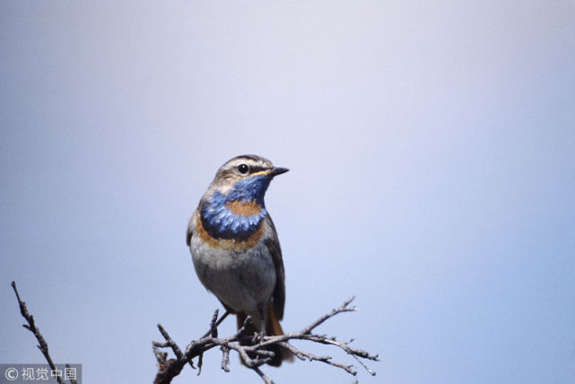 老梦到在天上飞是咋回事？探索梦境中的飞翔之谜