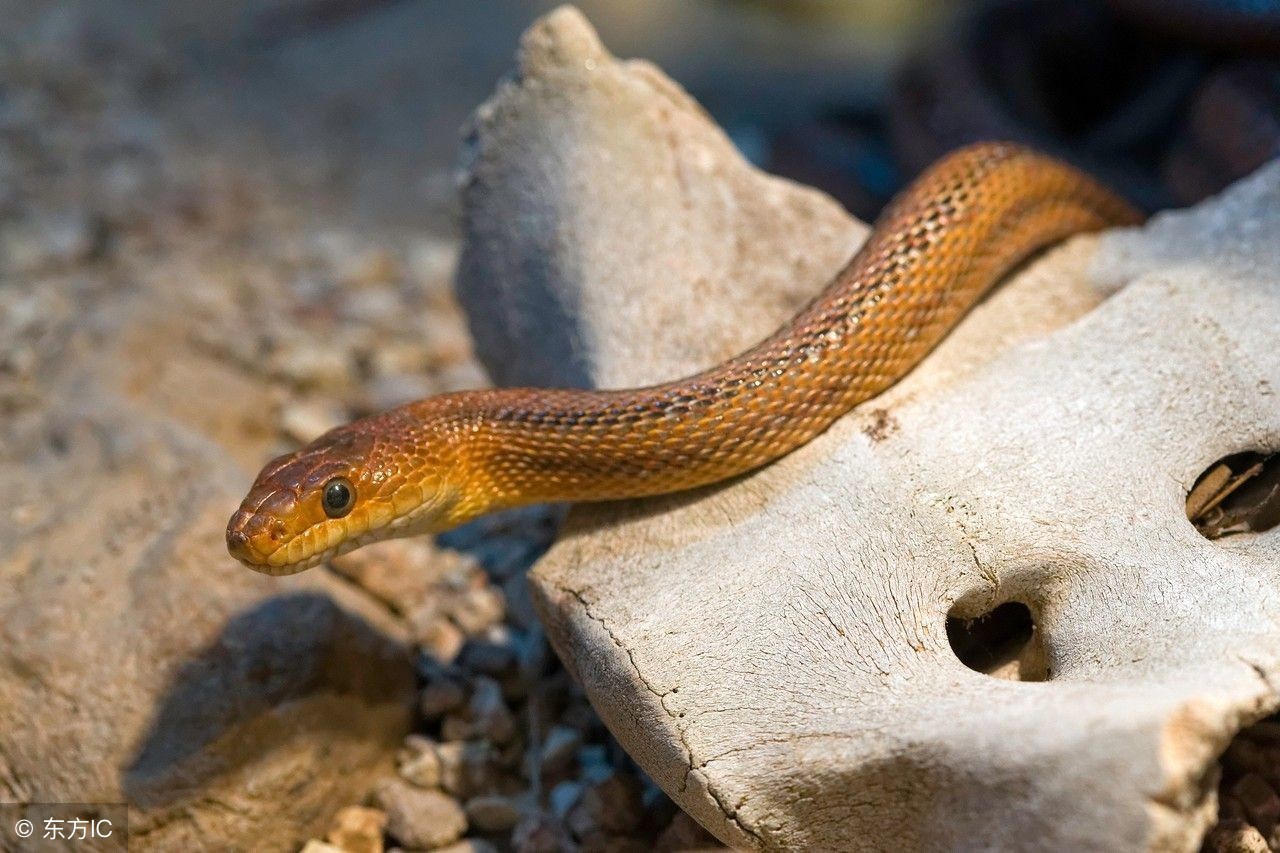 梦境迷雾，梦见蛇进家——预兆何在？