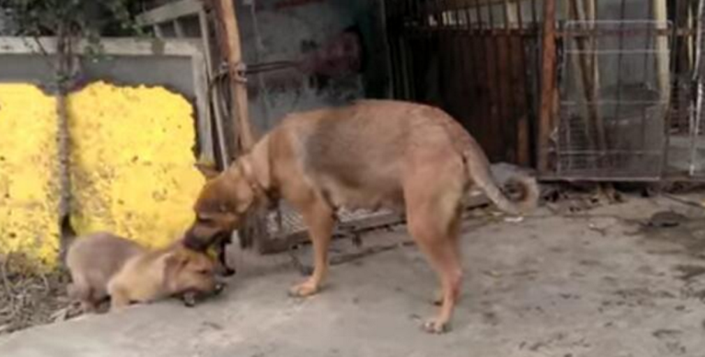 解读梦境，为何会梦到被狗追着咬？