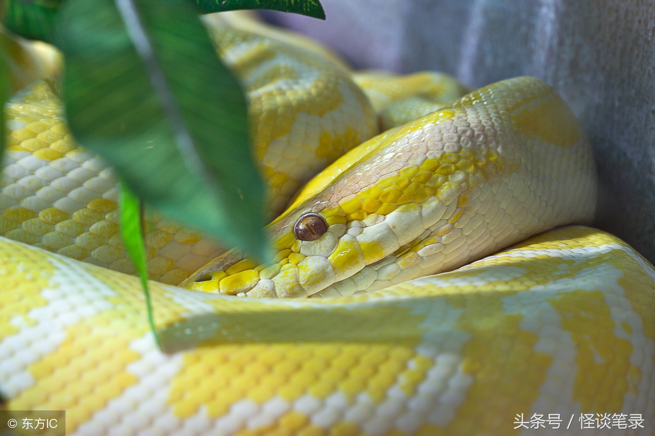 梦见金黄色的蛇，预示着你内心深处的隐秘与转变