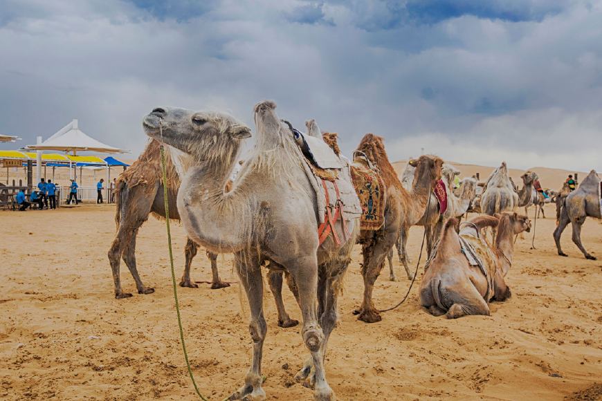 梦境中的马与骆驼，探索内心深处的隐喻与象征