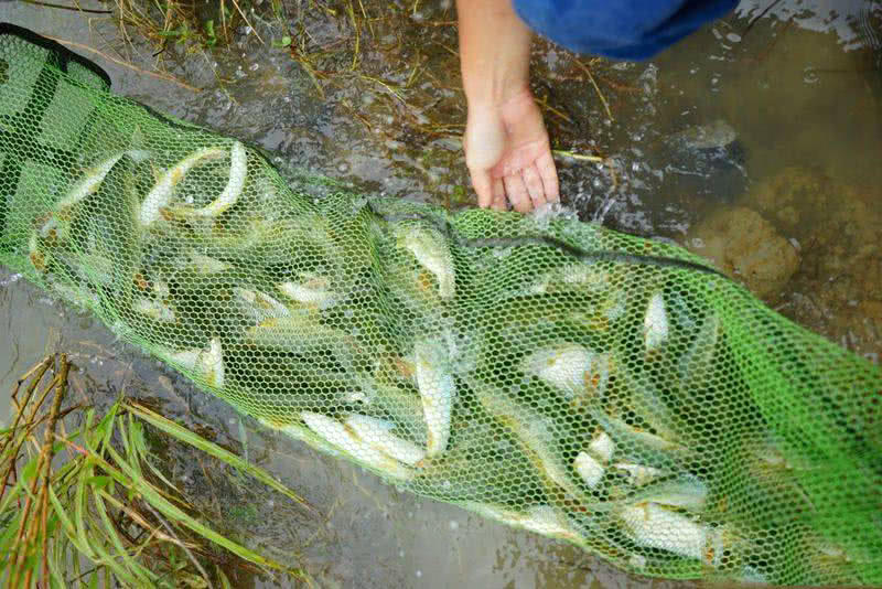 梦境探秘，梦见绿色的鱼，寓意何在？