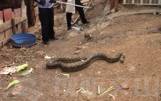 梦境的交织，解析梦见两条大蟒黑蛇与金蛇、小青蛇及一只猫的深层含义