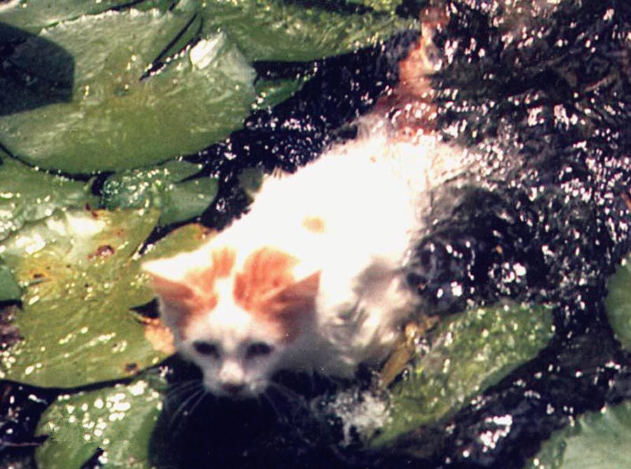 周公解梦，梦到会游泳的猫——寓言与现实的交织