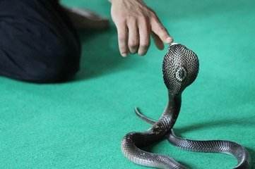 梦境解析，梦到老公被蛇咬的深层含义与心理暗示