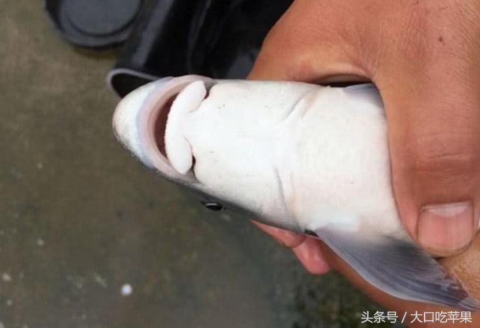 梦境解析，梦到钓鱼时水塘干涸的深层含义与启示
