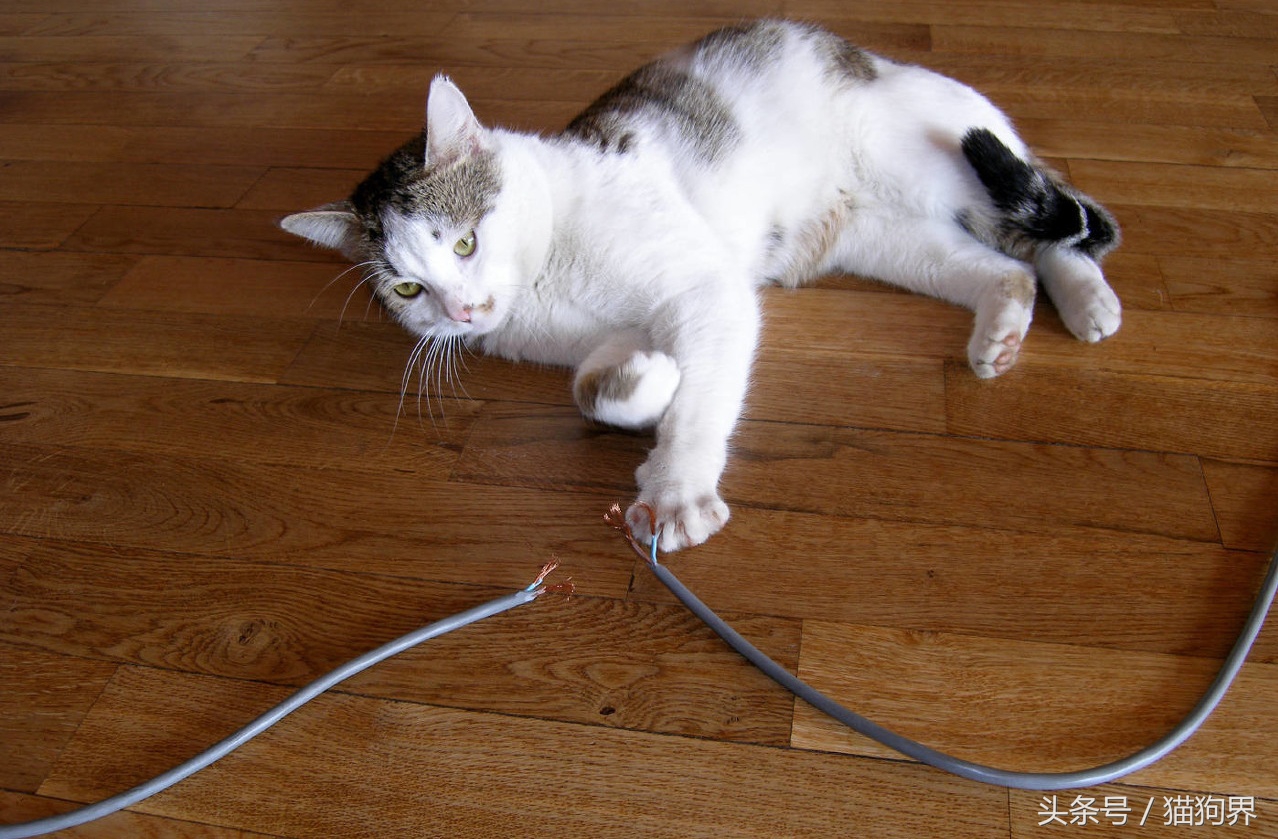 做梦梦见自己头发被猫咬断了，解析梦境背后的深层含义