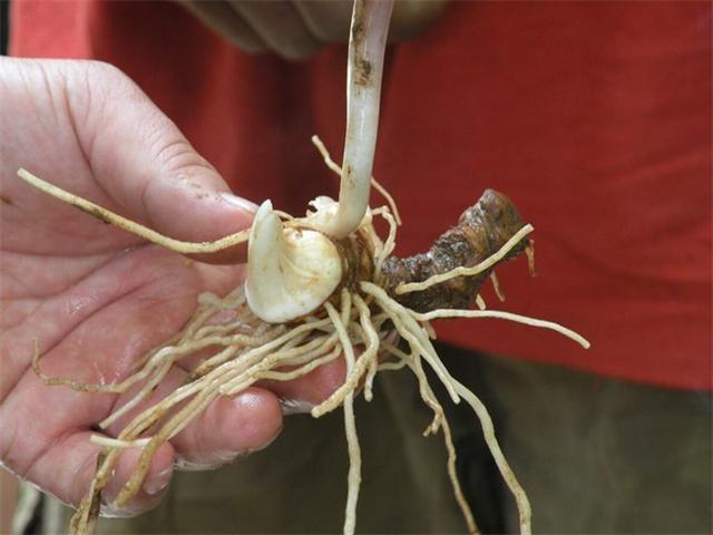 梦境解析，晚上做梦梦到一条红色的蛇，意味着什么？