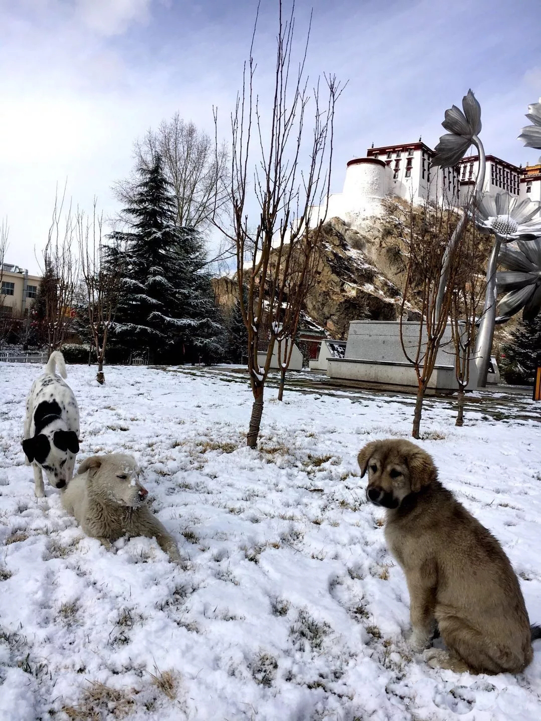 梦见下大雪，梦境背后的深层含义与启示