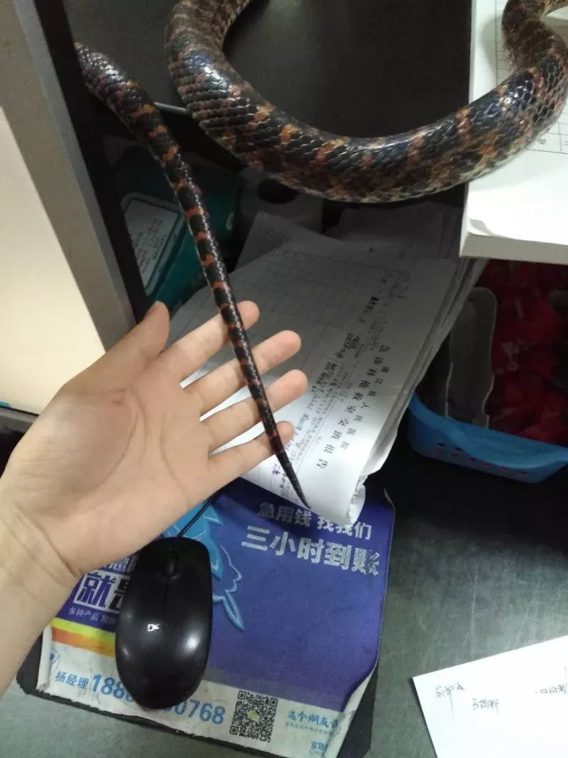 梦见蛇咬到别人，我伸手相救却目睹悲剧，一场梦境的深层解析