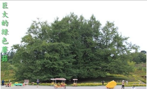 梦境中的童真之音，最近总是梦见小孩，究竟意味着什么？