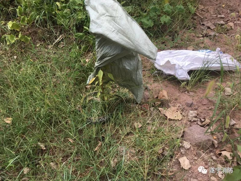 孕妇梦见蛇赶快躲了起来，解读梦境背后的深层含义