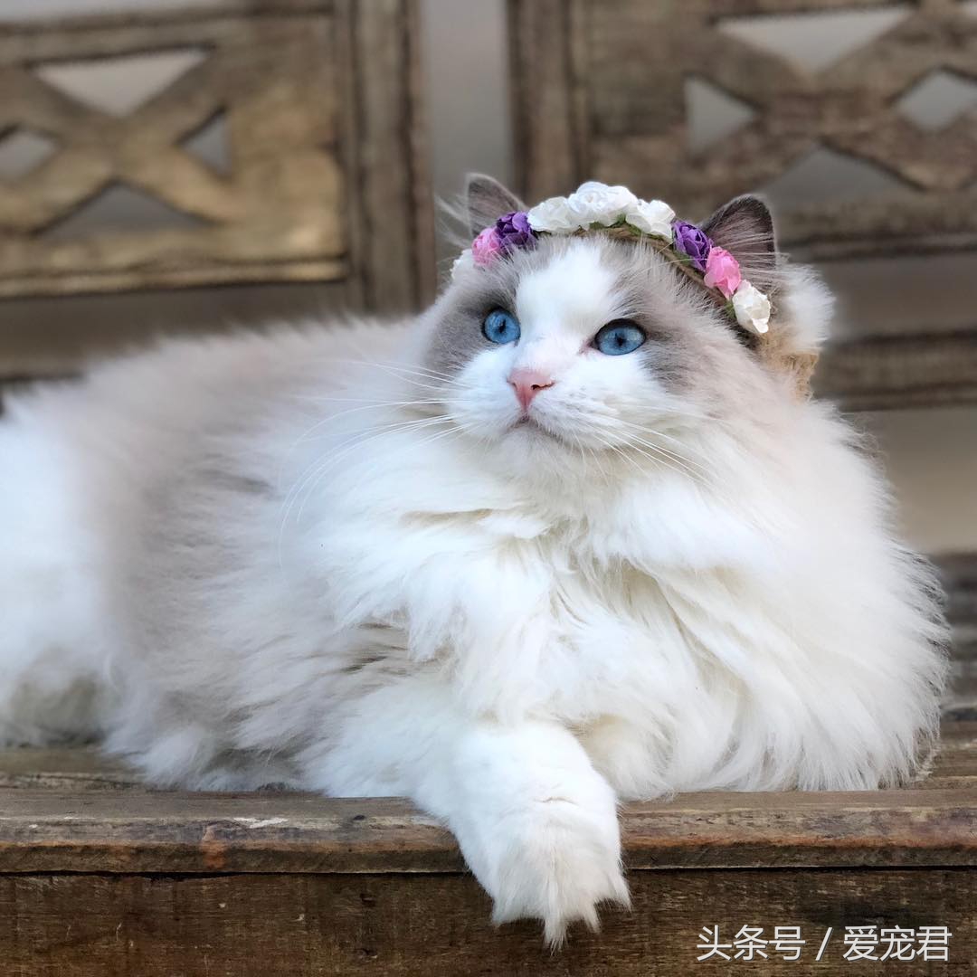 梦见手指被猫咬，是凶兆还是潜意识的警告？——从周公解梦到现代心理学的深度解读