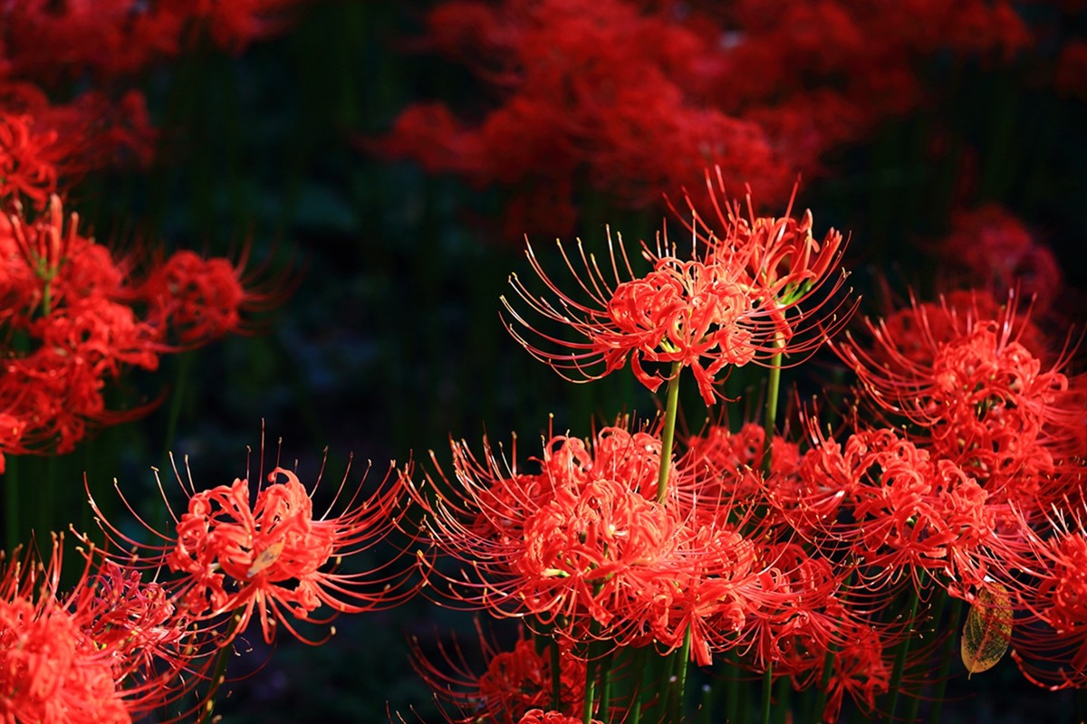 梦回彼岸，死者的邀请——一场关于接引与生命意义的深度解梦